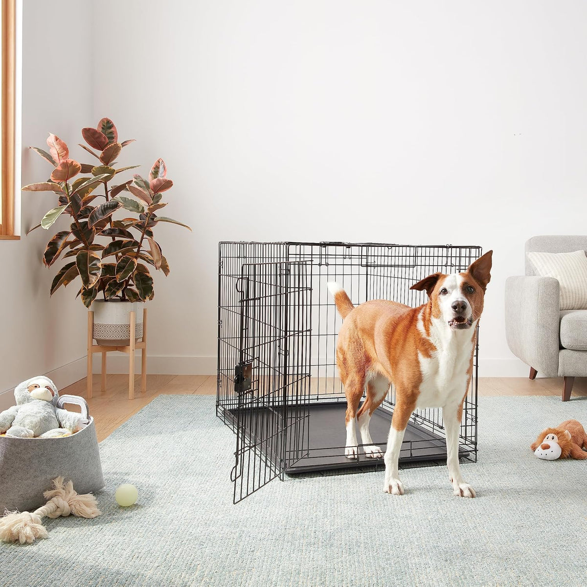 Portable, Foldable Metal Wire Dog Crate with Removable Tray, Single Door, Divider Panel, Collapsible for Travel, 22 x 13 x 16 in, Black