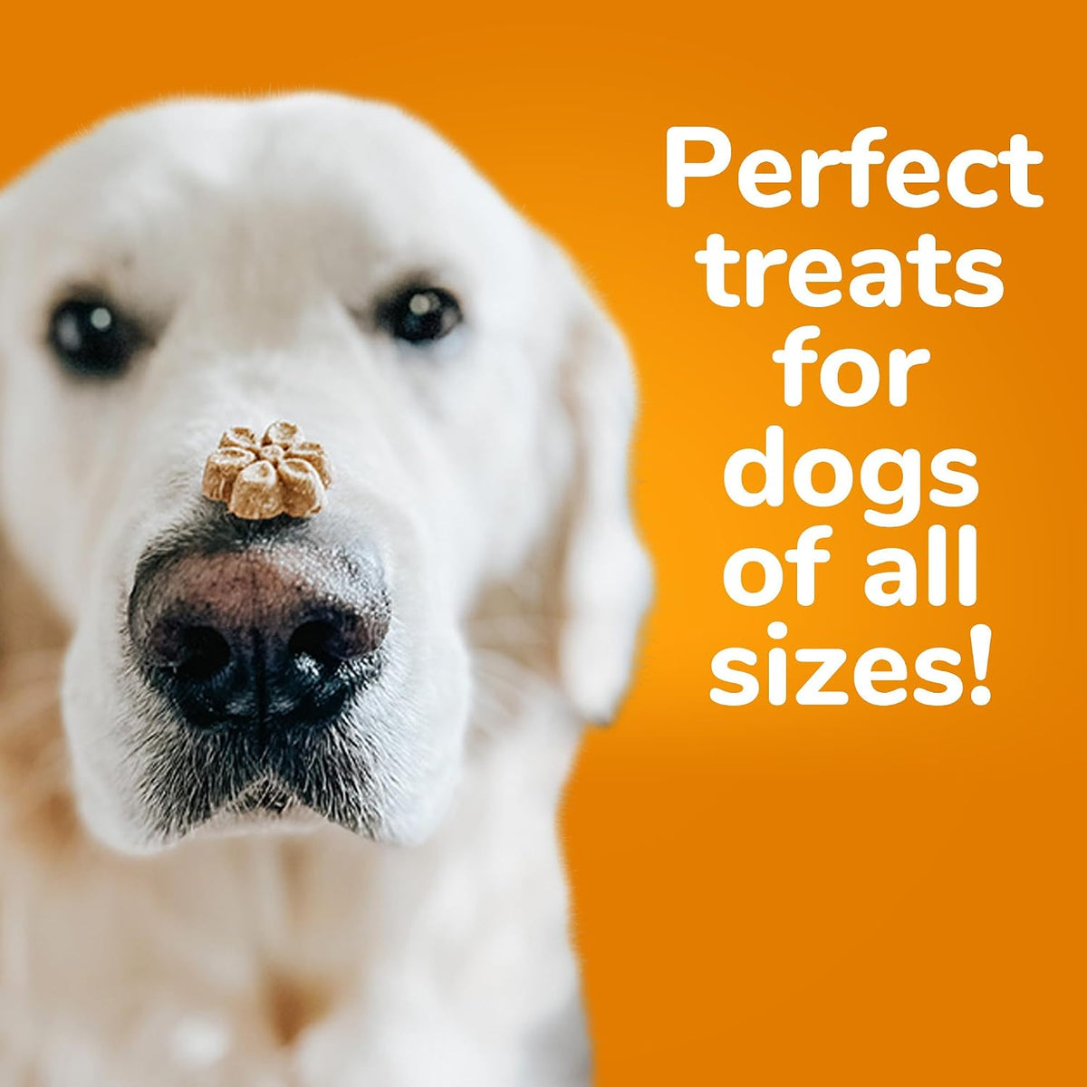 Baked Dog Treats, Low Calorie Treats, Pumpkin & Banana, 7oz