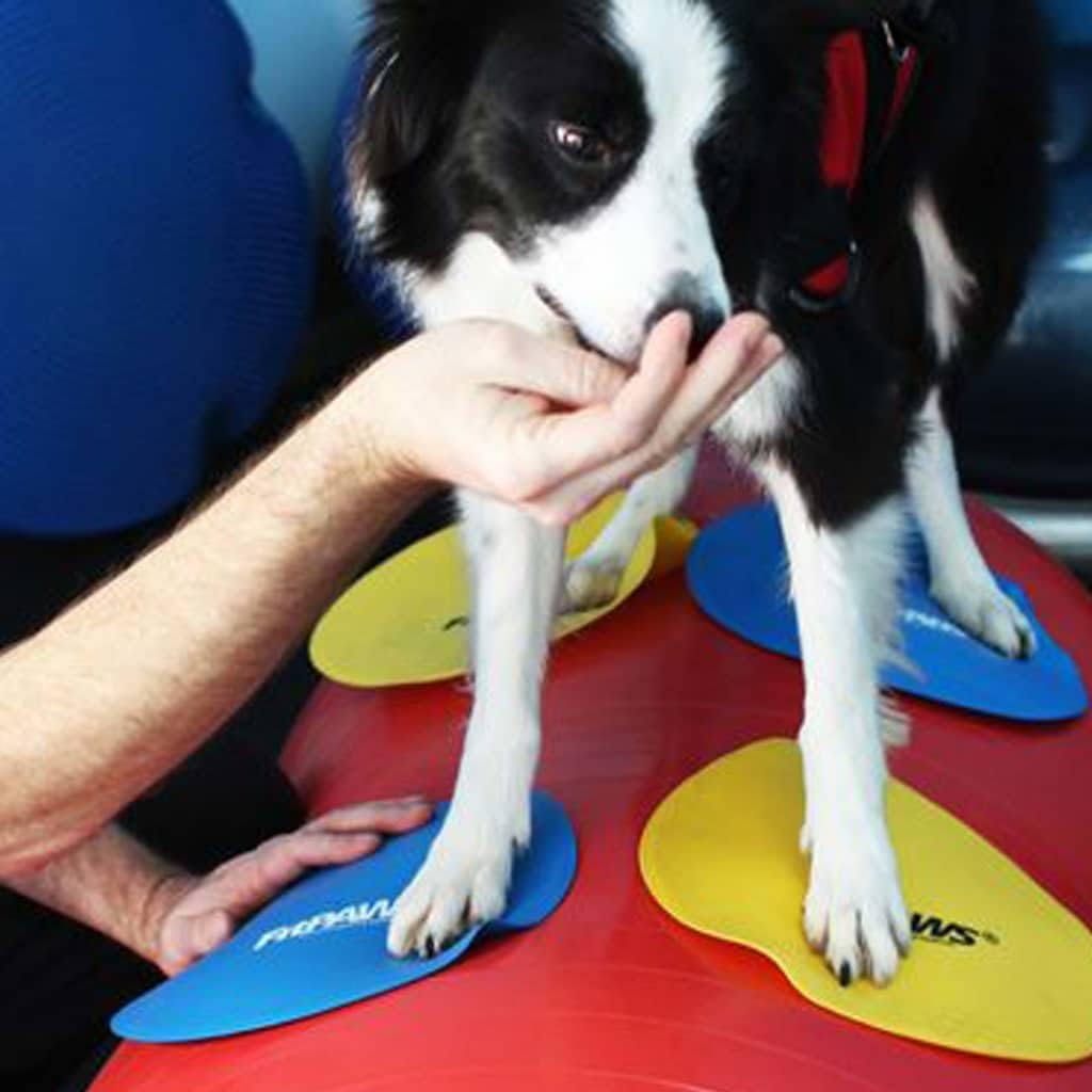 ® Targets, Dog Fitness and Agility Training, Rehabilitation Tool