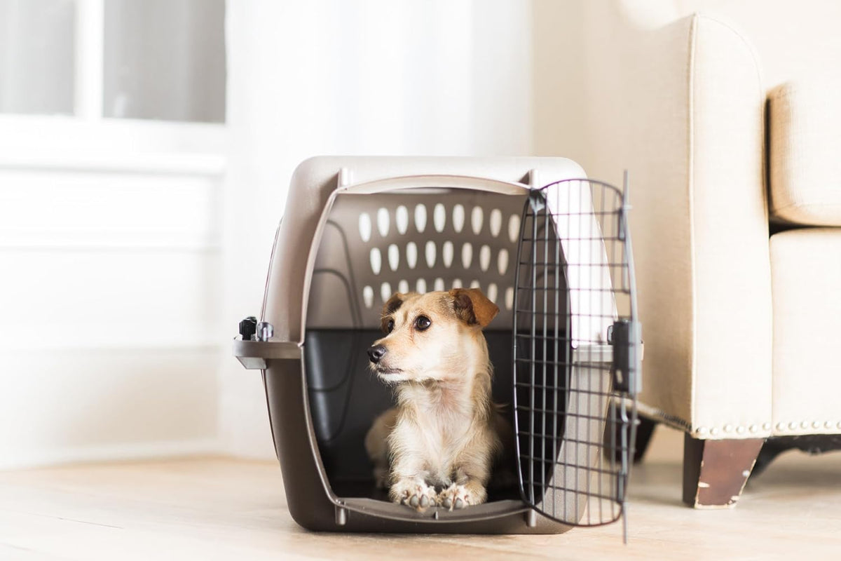 Two Door Plastic Pet Kennel for Small Dogs and Cats, 19in, White