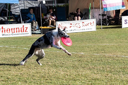 K-10 Jawz Puncture Resistant Dog Flying Disc, Medium-Large