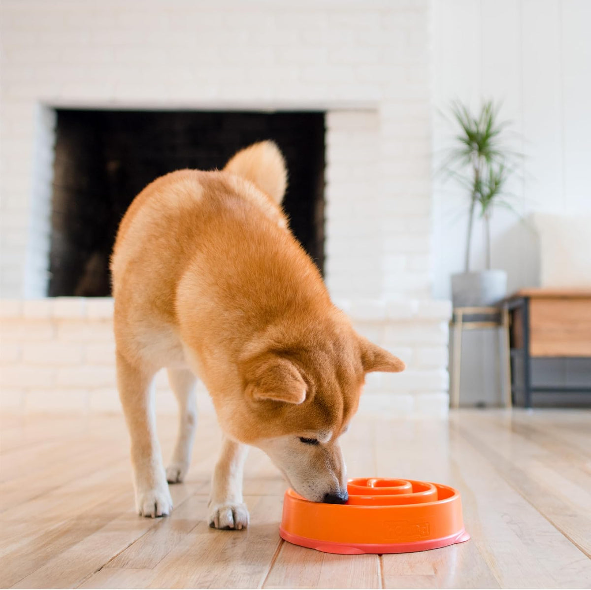 Fun Feeder Slo Bowl – Medium 2‑Cup Capacity, Slow Feeding, Small to Medium Dogs & Cats, Non-Slip, Blue, Notch Pattern | Slows Fast Eaters, Can Aid Digestion, Holds 2 Cups Dry or Wet Food, Non-Slip, Easy Clean, No BPA, Small to Medium Dogs & Cats
