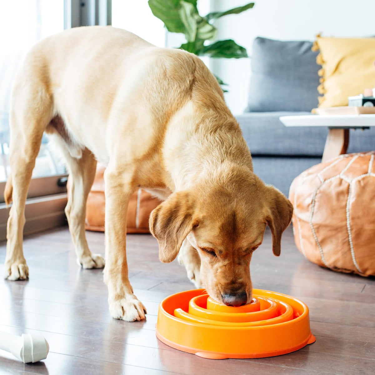 Fun Feeder Slo Bowl – Medium 2‑Cup Capacity, Slow Feeding, Small to Medium Dogs & Cats, Non-Slip, Blue, Notch Pattern | Slows Fast Eaters, Can Aid Digestion, Holds 2 Cups Dry or Wet Food, Non-Slip, Easy Clean, No BPA, Small to Medium Dogs & Cats