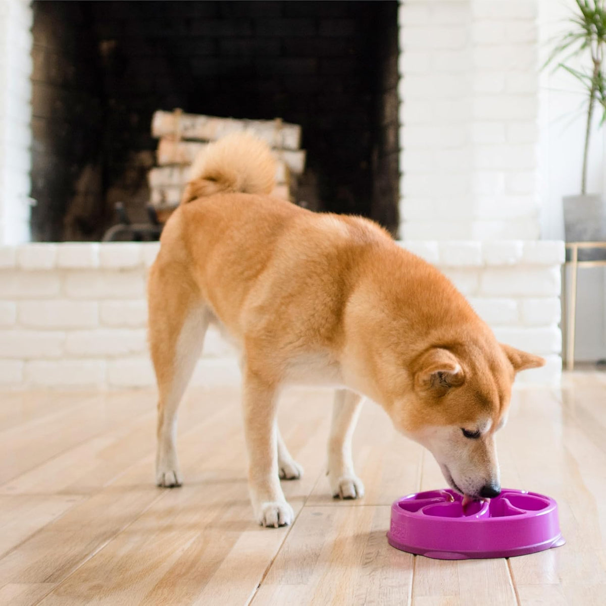 Fun Feeder Slo Bowl – Medium 2‑Cup Capacity, Slow Feeding, Small to Medium Dogs & Cats, Non-Slip, Blue, Notch Pattern | Slows Fast Eaters, Can Aid Digestion, Holds 2 Cups Dry or Wet Food, Non-Slip, Easy Clean, No BPA, Small to Medium Dogs & Cats