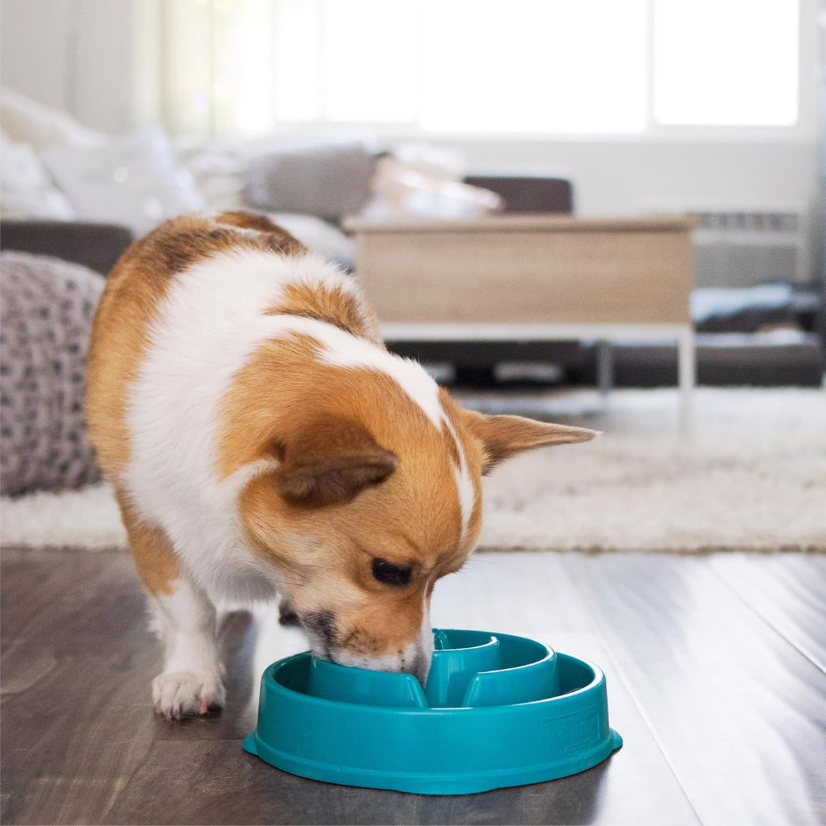 Fun Feeder Slo Bowl – Medium 2‑Cup Capacity, Slow Feeding, Small to Medium Dogs & Cats, Non-Slip, Blue, Notch Pattern | Slows Fast Eaters, Can Aid Digestion, Holds 2 Cups Dry or Wet Food, Non-Slip, Easy Clean, No BPA, Small to Medium Dogs & Cats