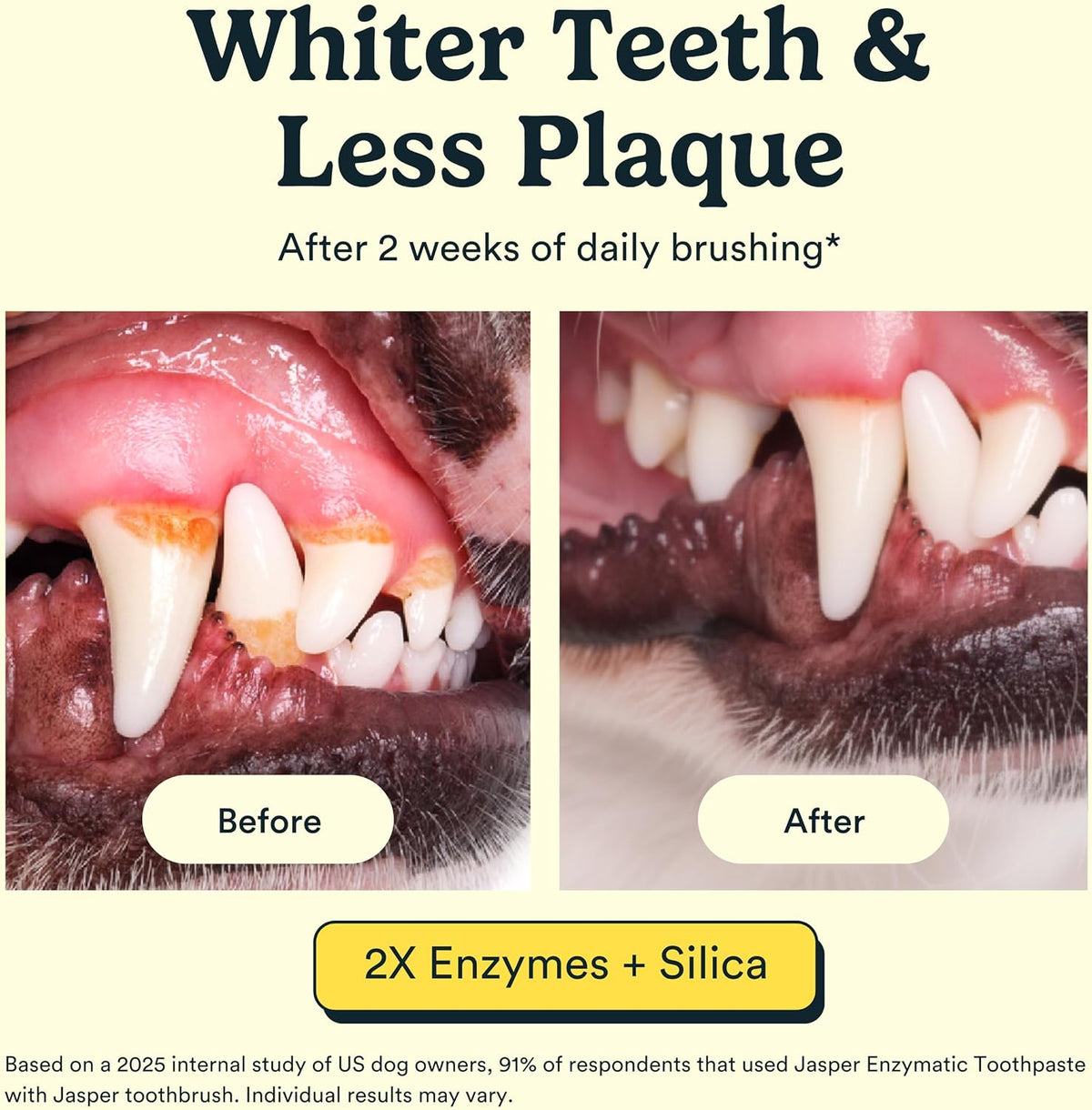Jasper Dog Tooth Brushing Kit and Dog Toothpaste (Bacon) Kit 360