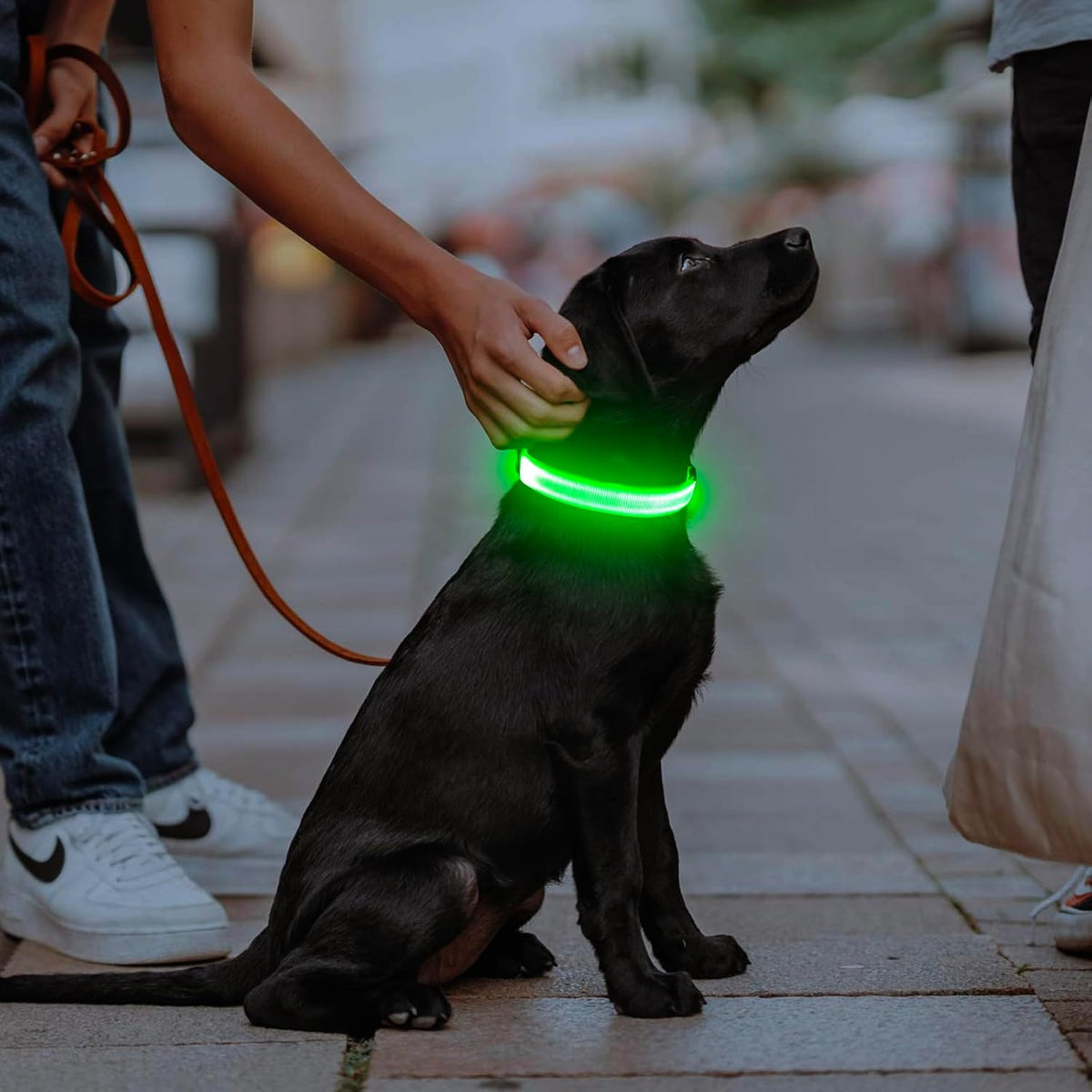 Light Up Dog Collar, USB Rechargeable LED Dog Collar Glow in the Dark，Adjustable Pet Safety Lights for Night Walking (Green, Medium)