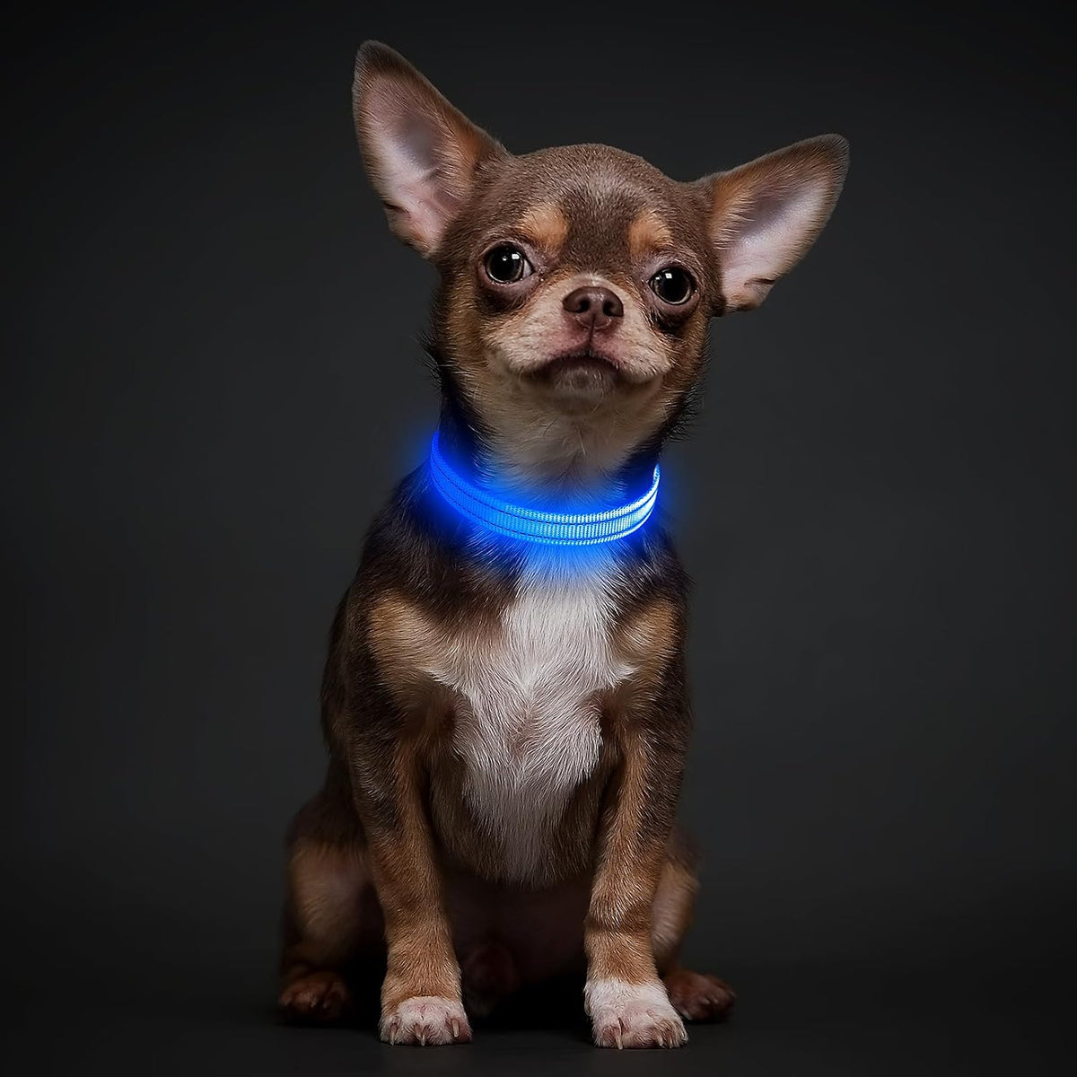 Light Up Dog Collar, USB Rechargeable LED Dog Collar Glow in the Dark，Adjustable Pet Safety Lights for Night Walking (Green, Medium)