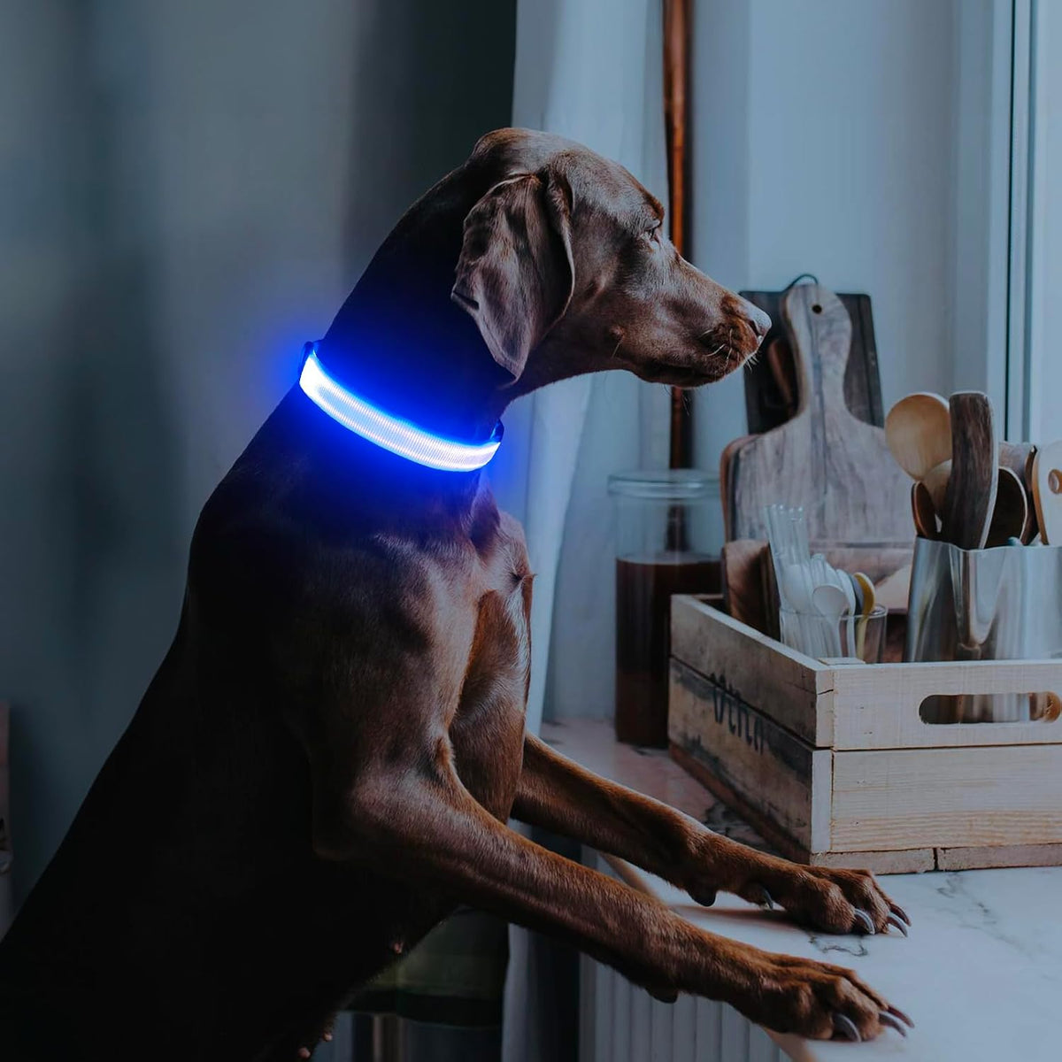 Light Up Dog Collar, USB Rechargeable LED Dog Collar Glow in the Dark，Adjustable Pet Safety Lights for Night Walking (Green, Medium)