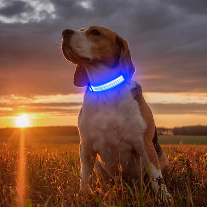 Light Up Dog Collar, USB Rechargeable LED Dog Collar Glow in the Dark，Adjustable Pet Safety Lights for Night Walking (Green, Medium)