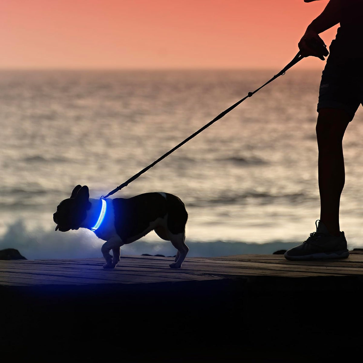 Light Up Dog Collar, USB Rechargeable LED Dog Collar Glow in the Dark，Adjustable Pet Safety Lights for Night Walking (Green, Medium)
