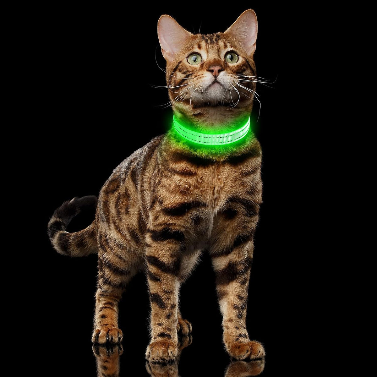 Light Up Dog Collar, USB Rechargeable LED Dog Collar Glow in the Dark，Adjustable Pet Safety Lights for Night Walking (Green, Medium)