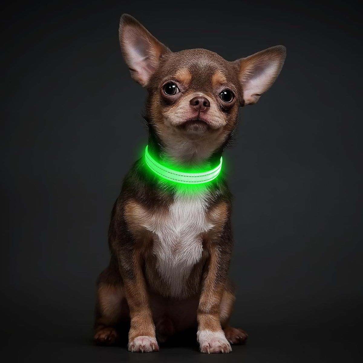 Light Up Dog Collar, USB Rechargeable LED Dog Collar Glow in the Dark，Adjustable Pet Safety Lights for Night Walking (Green, Medium)