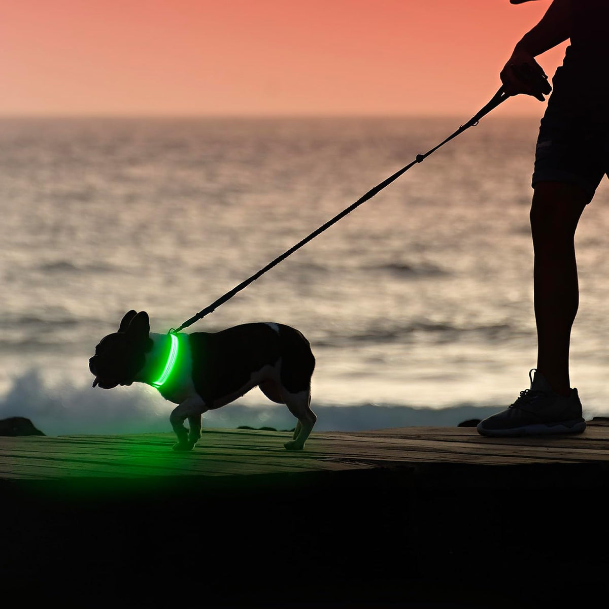 Light Up Dog Collar, USB Rechargeable LED Dog Collar Glow in the Dark，Adjustable Pet Safety Lights for Night Walking (Green, Medium)