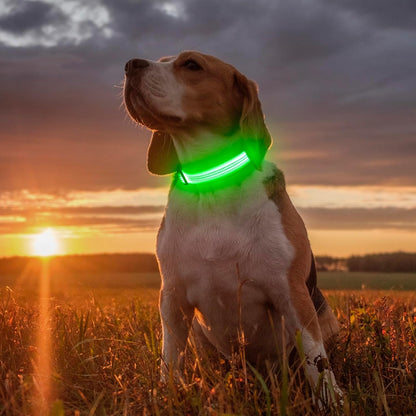 Light Up Dog Collar, USB Rechargeable LED Dog Collar Glow in the Dark，Adjustable Pet Safety Lights for Night Walking (Green, Medium)