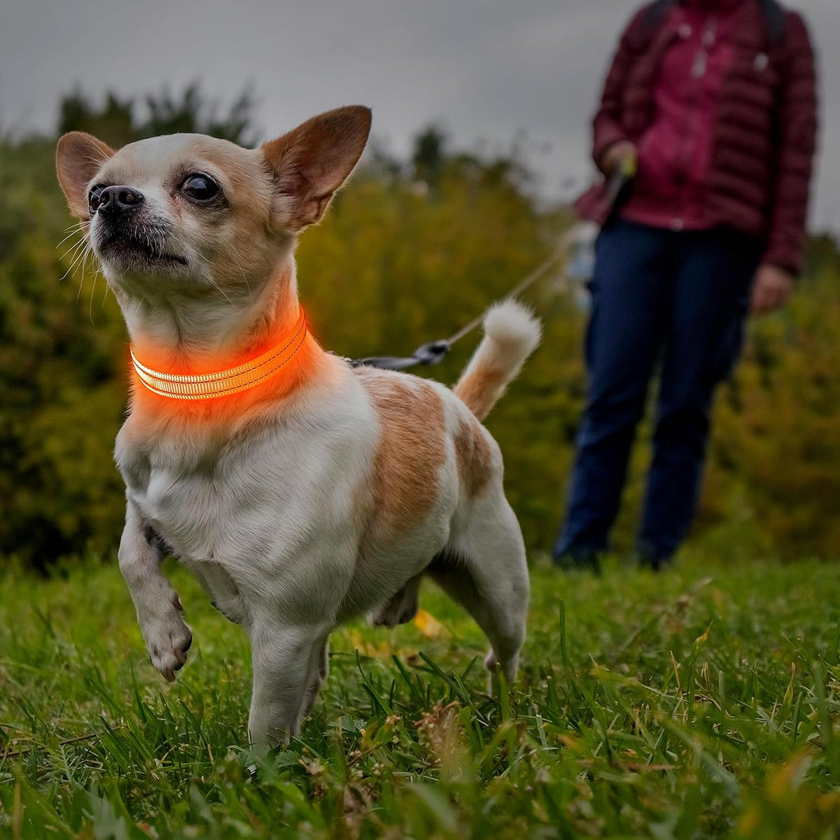 Light Up Dog Collar, USB Rechargeable LED Dog Collar Glow in the Dark，Adjustable Pet Safety Lights for Night Walking (Green, Medium)