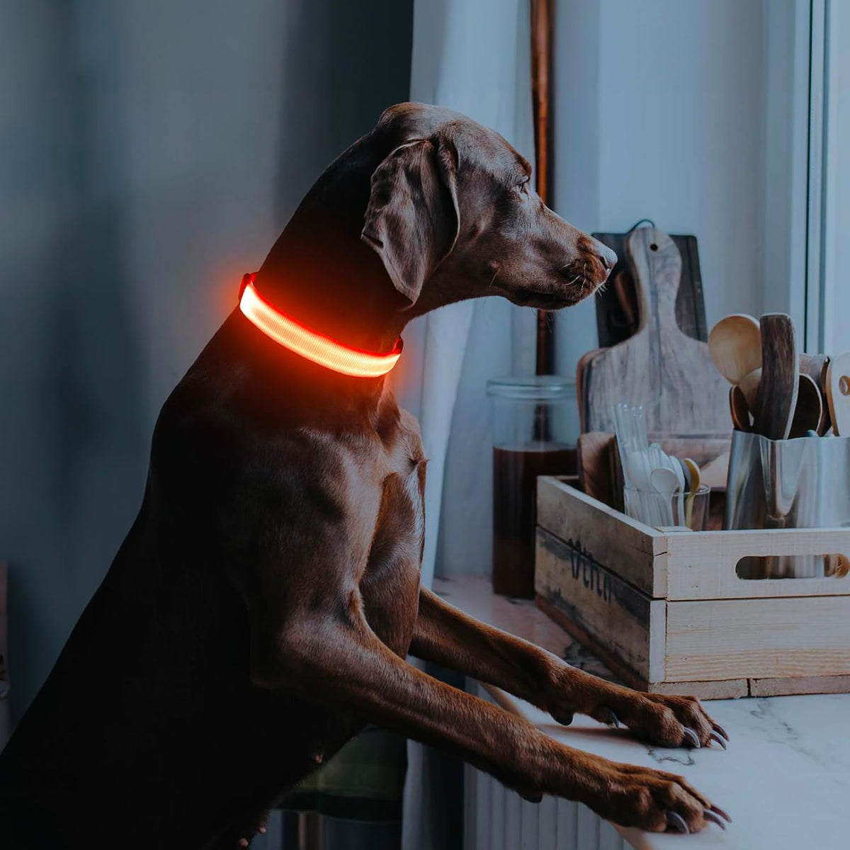 Light Up Dog Collar, USB Rechargeable LED Dog Collar Glow in the Dark，Adjustable Pet Safety Lights for Night Walking (Green, Medium)