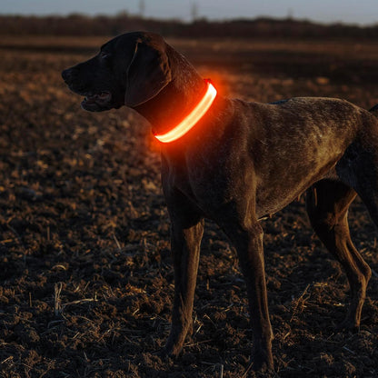 Light Up Dog Collar, USB Rechargeable LED Dog Collar Glow in the Dark，Adjustable Pet Safety Lights for Night Walking (Green, Medium)