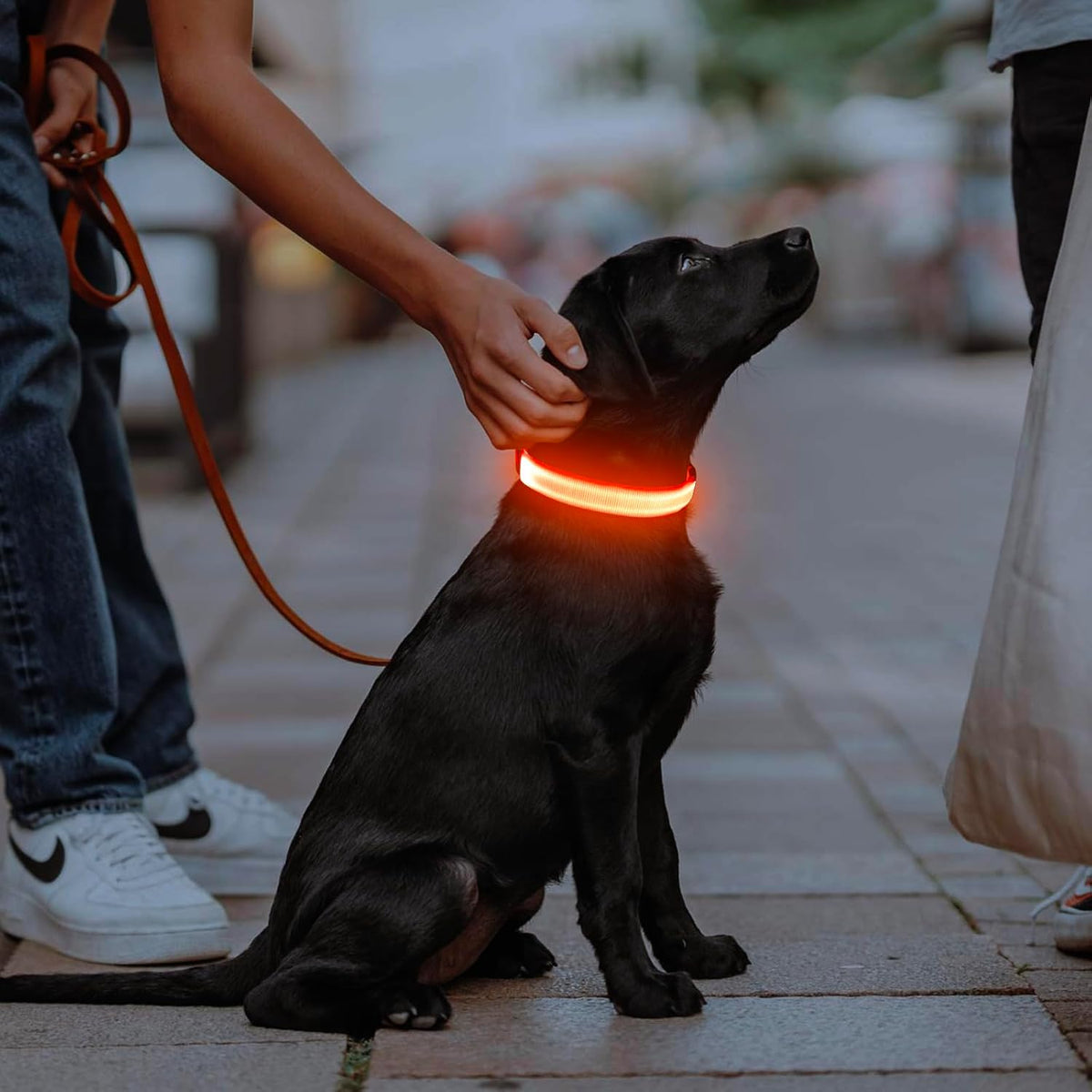 Light Up Dog Collar, USB Rechargeable LED Dog Collar Glow in the Dark，Adjustable Pet Safety Lights for Night Walking (Green, Medium)