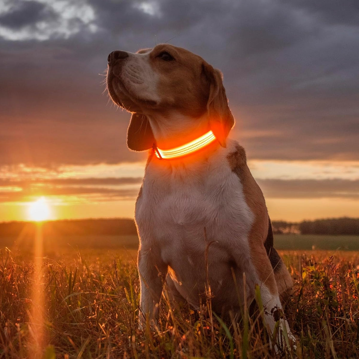 Light Up Dog Collar, USB Rechargeable LED Dog Collar Glow in the Dark，Adjustable Pet Safety Lights for Night Walking (Green, Medium)