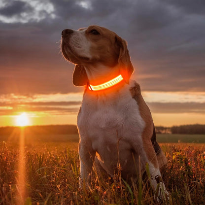 Light Up Dog Collar, USB Rechargeable LED Dog Collar Glow in the Dark，Adjustable Pet Safety Lights for Night Walking (Green, Medium)