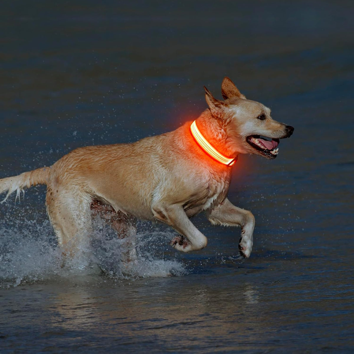 Light Up Dog Collar, USB Rechargeable LED Dog Collar Glow in the Dark，Adjustable Pet Safety Lights for Night Walking (Green, Medium)