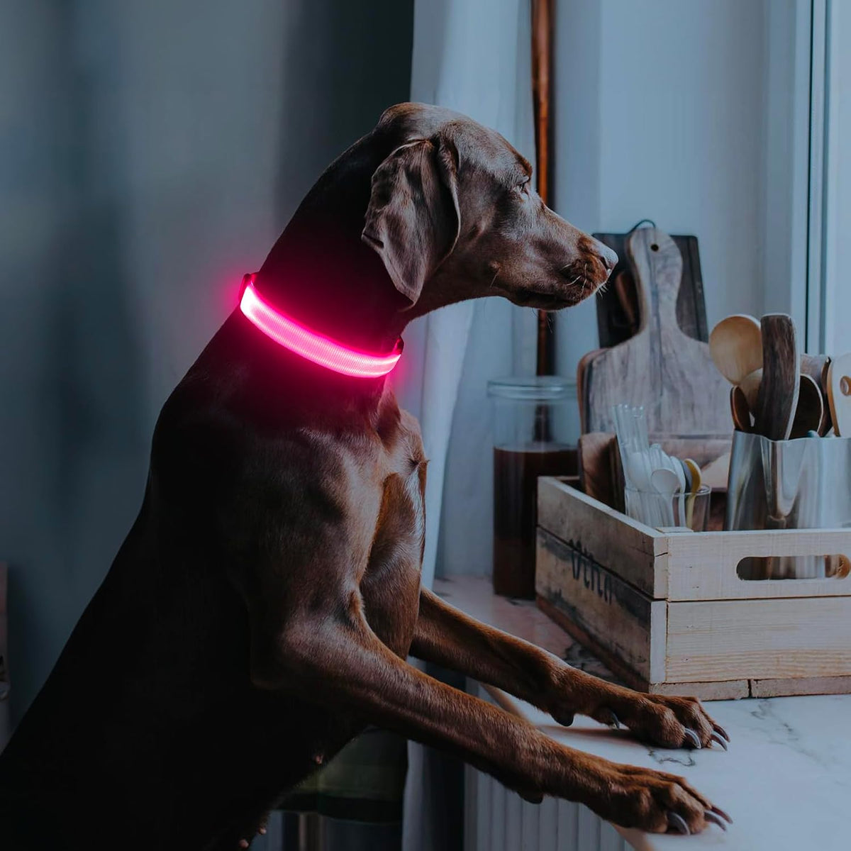Light Up Dog Collar, USB Rechargeable LED Dog Collar Glow in the Dark，Adjustable Pet Safety Lights for Night Walking (Green, Medium)
