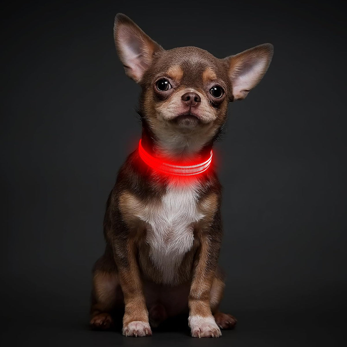 Light Up Dog Collar, USB Rechargeable LED Dog Collar Glow in the Dark，Adjustable Pet Safety Lights for Night Walking (Green, Medium)