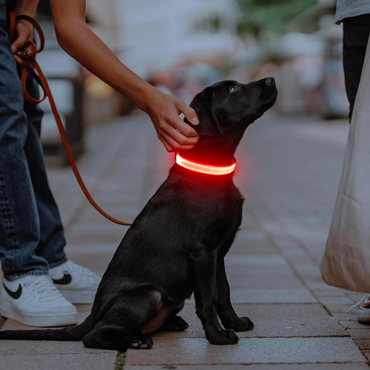 Light Up Dog Collar, USB Rechargeable LED Dog Collar Glow in the Dark，Adjustable Pet Safety Lights for Night Walking (Green, Medium)