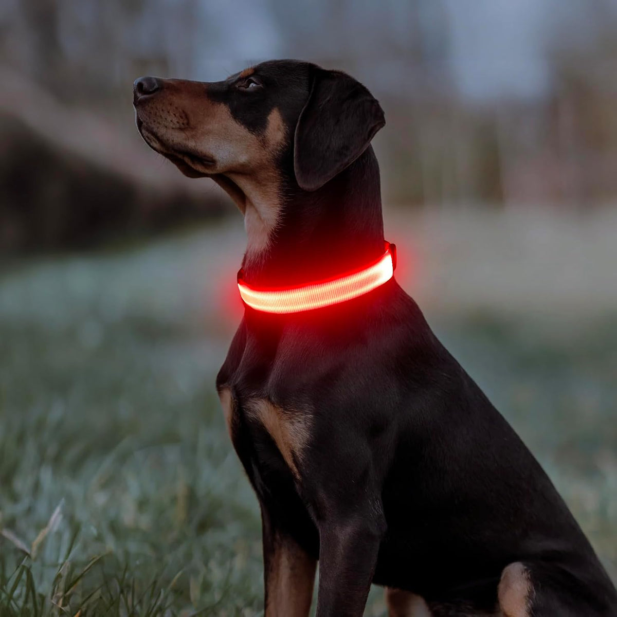 Light Up Dog Collar, USB Rechargeable LED Dog Collar Glow in the Dark，Adjustable Pet Safety Lights for Night Walking (Green, Medium)