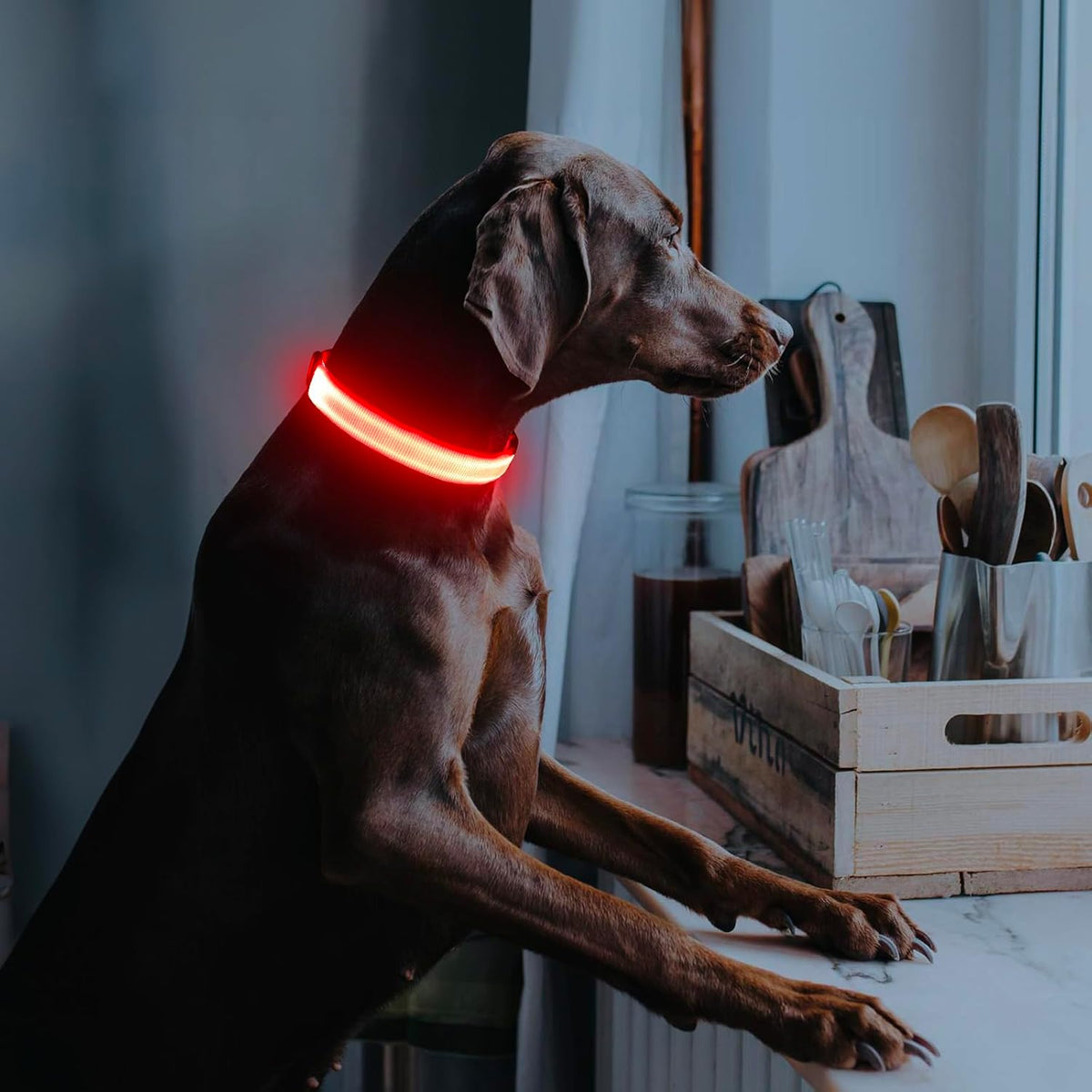 Light Up Dog Collar, USB Rechargeable LED Dog Collar Glow in the Dark，Adjustable Pet Safety Lights for Night Walking (Green, Medium)