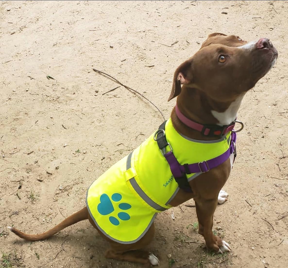 Reflective Dog Vest, Hi Vis Safety Gear for Low-Light Morning & Night Walks