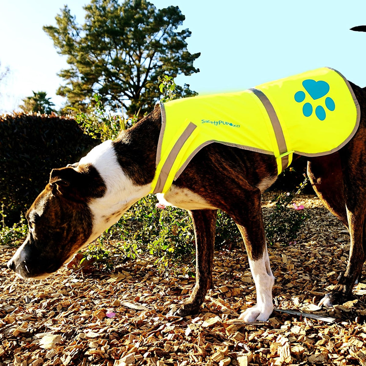 Reflective Dog Vest, Hi Vis Safety Gear for Low-Light Morning & Night Walks