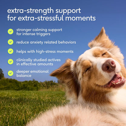 Calming Chews for Dogs - Promotes Calming Effect, Supports Emotional Balance & Reduces Hyperactivity - Hemp Seed, Melatonin for Dogs, L-Theanine & Casein - Air-Dried 30 Chews