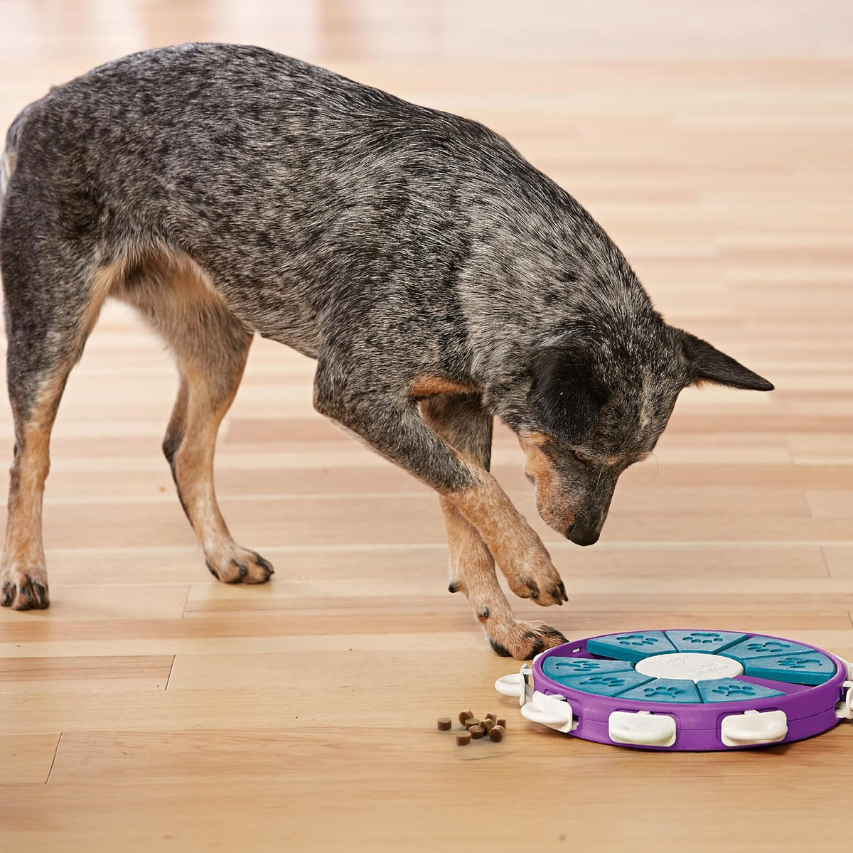 Nina Ottosson Dog Hide N' Slide Dog Toy Treat Puzzle, 11.6"
