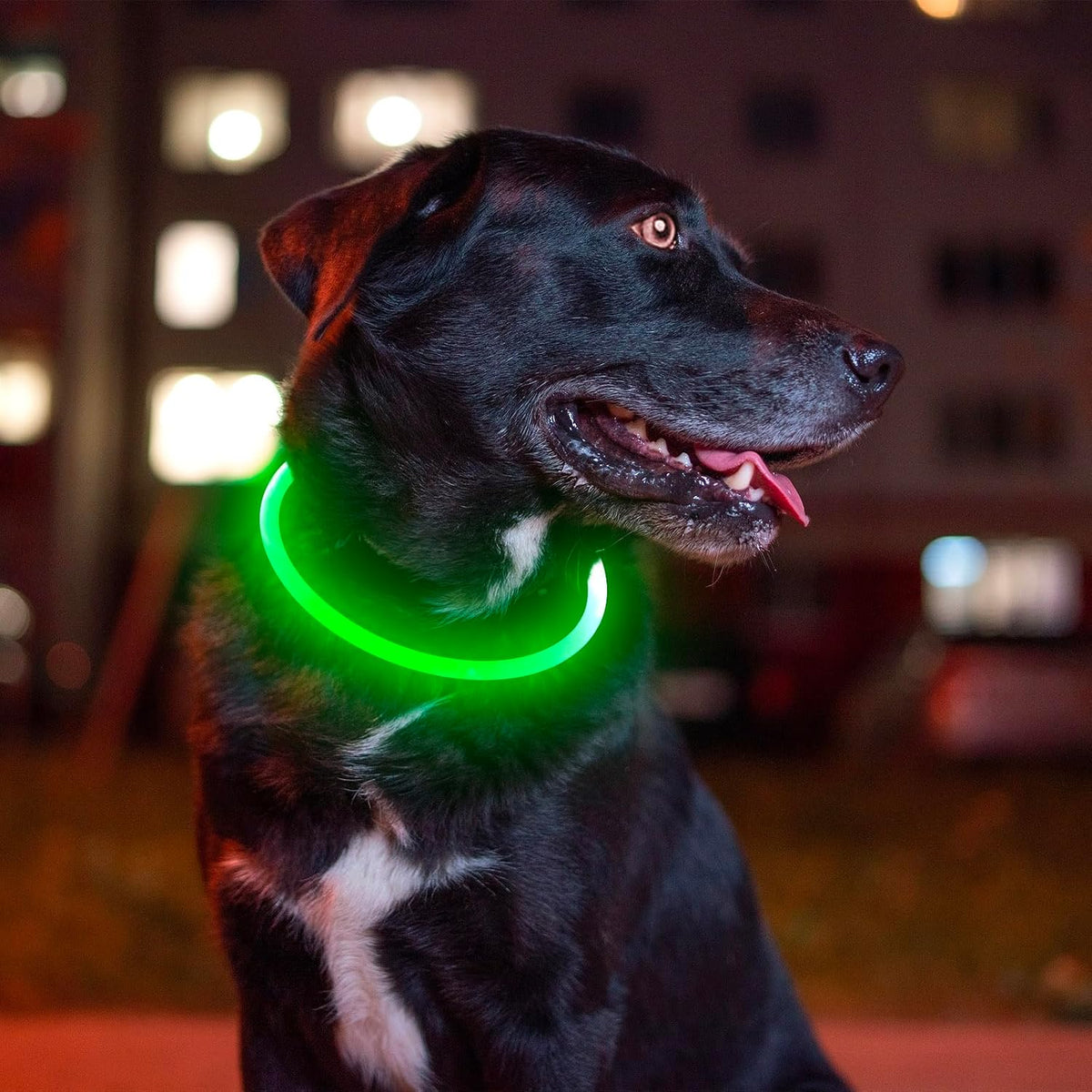 Light up Dog Collar, USB Rechargeable Led Flash Dog Necklace
