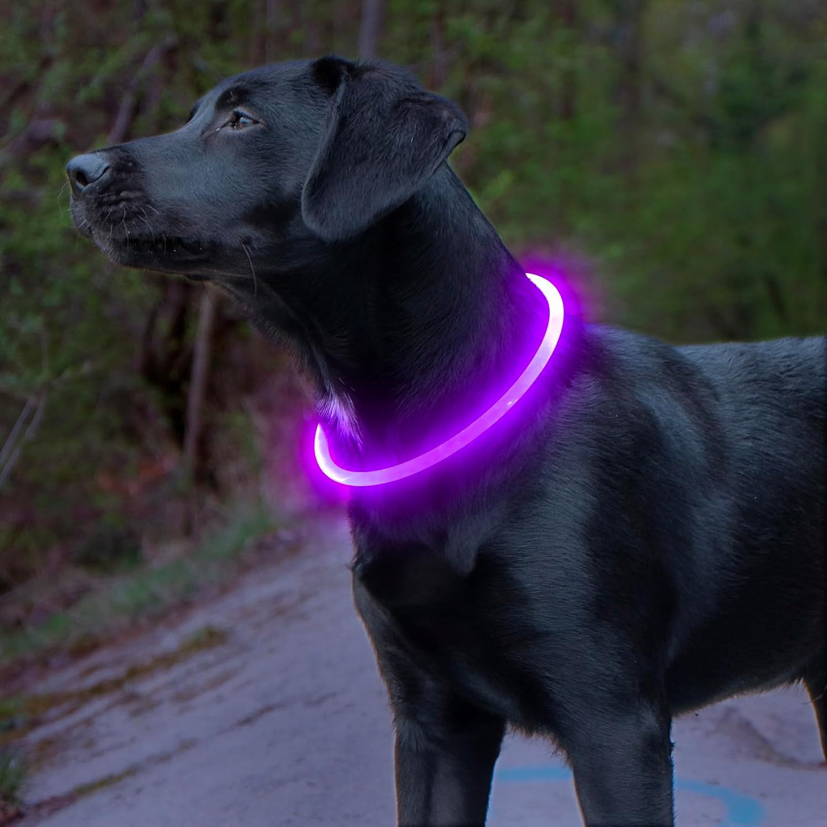 Light up Dog Collar, USB Rechargeable Led Flash Dog Necklace