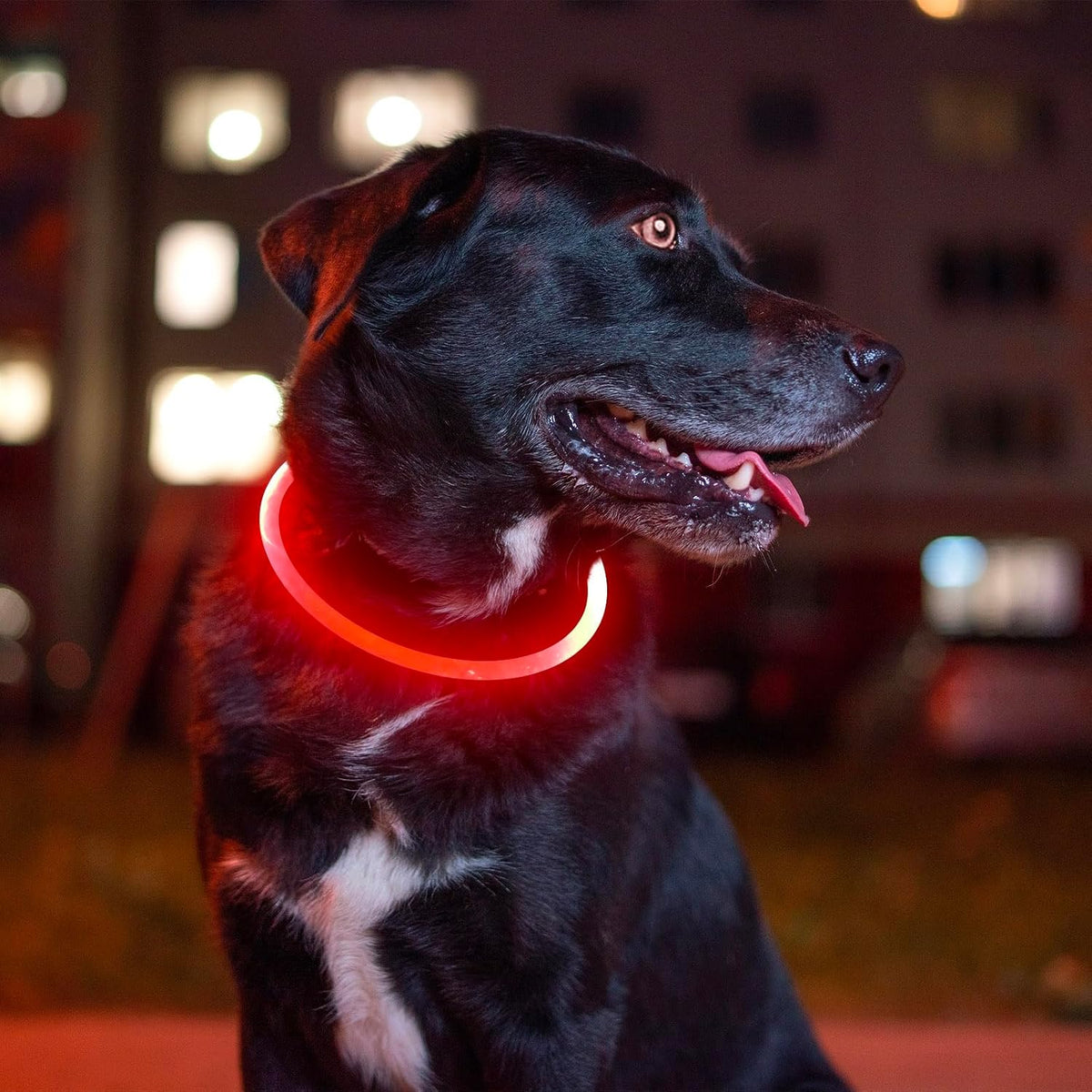 Light up Dog Collar, USB Rechargeable Led Flash Dog Necklace