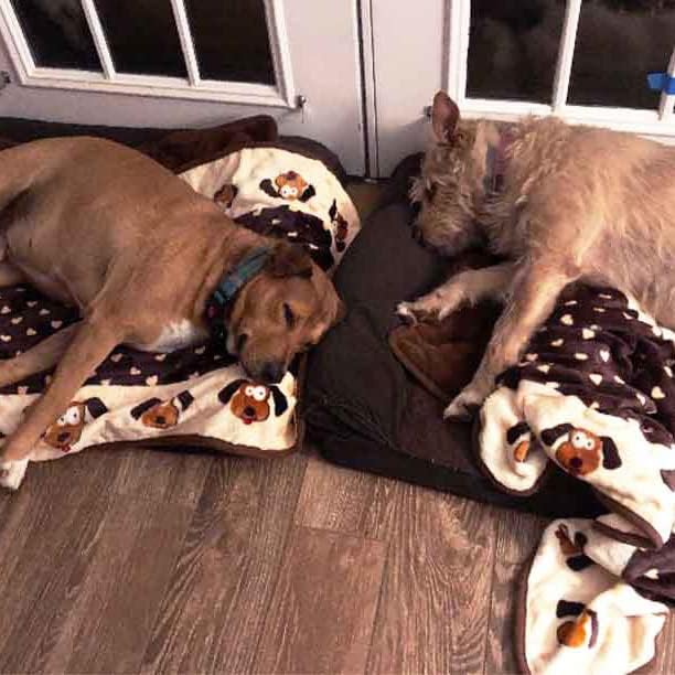 Fleece Blanket for Dogs, Machine Washable, 48 x 30 in