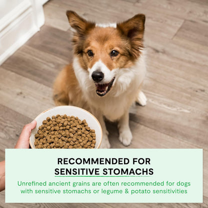 Ancient Grains Dry Dog Food, Wild Caught Salmon Kibble, 4lb Bag