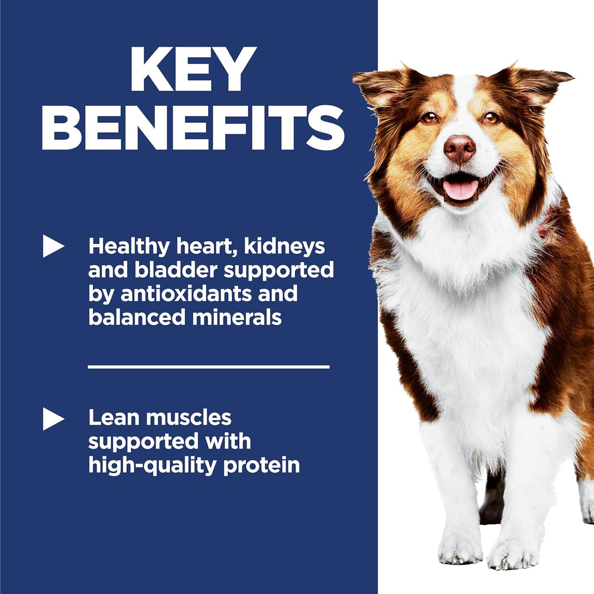 Adult 7+ Dry Dog Food