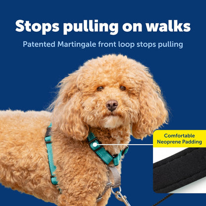 Easy Walk 3 in 1 No Pull Dog Harness, Teal, Small