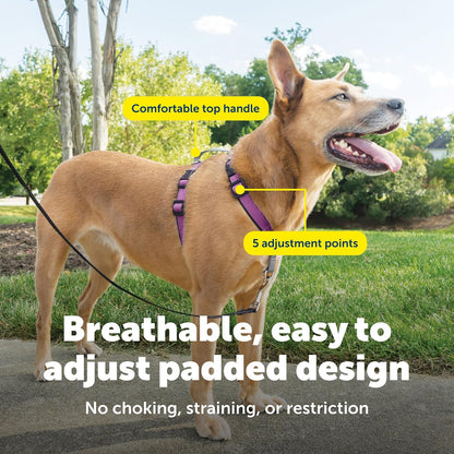 Easy Walk 3 in 1 No Pull Dog Harness, Teal, Small