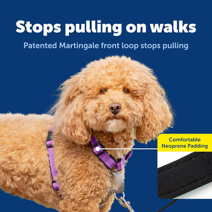 Easy Walk 3 in 1 No Pull Dog Harness, Teal, Small