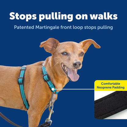 Easy Walk 3 in 1 No Pull Dog Harness, Teal, Small