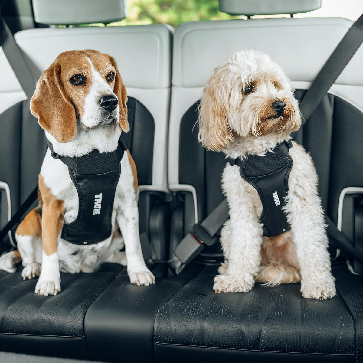 Cappy Dog Harness S, Seatbelt Passthrough, Leash Loop, Step-in Design