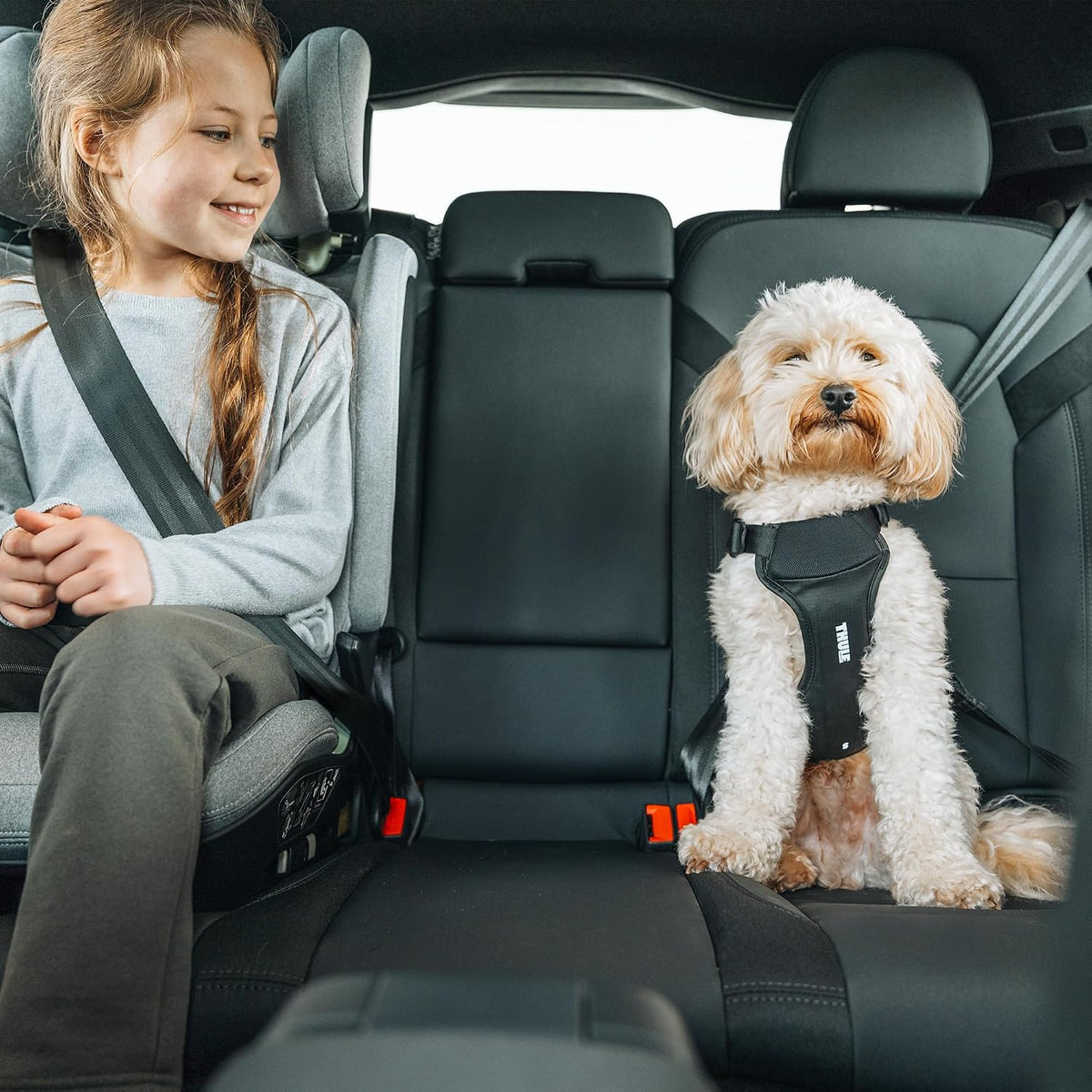 Cappy Dog Harness S, Seatbelt Passthrough, Leash Loop, Step-in Design
