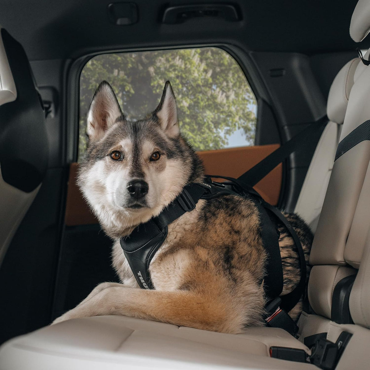 Cappy Dog Harness S, Seatbelt Passthrough, Leash Loop, Step-in Design