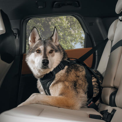 Cappy Dog Harness S, Seatbelt Passthrough, Leash Loop, Step-in Design