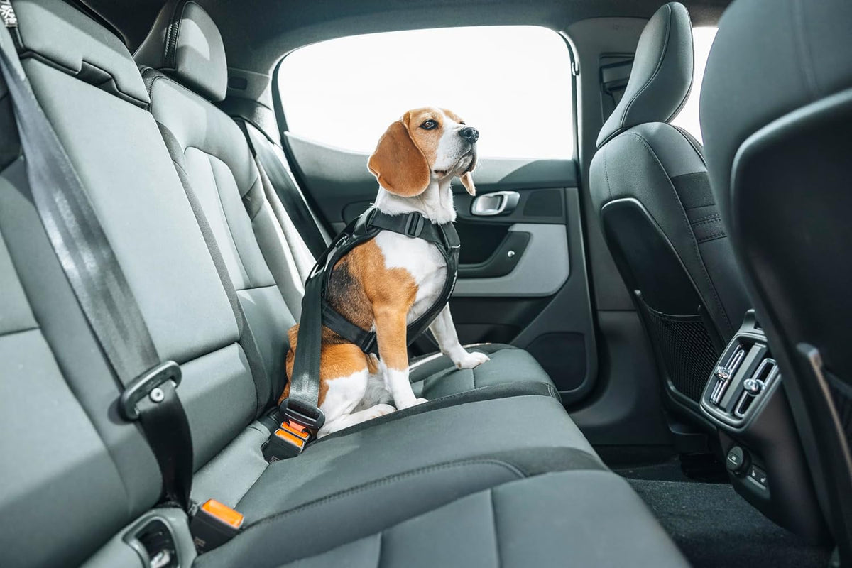 Cappy Dog Harness S, Seatbelt Passthrough, Leash Loop, Step-in Design